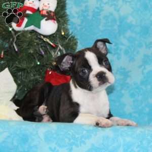 Hummingbird, Boston Terrier Puppy